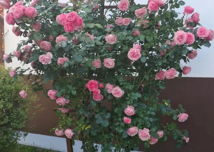 Carli-jurc * 코바리드